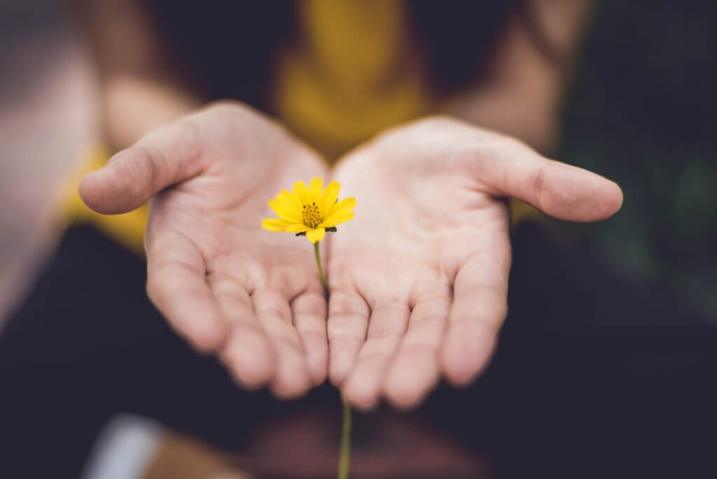 Deux mains qui encadrent une petite fleur jaune, symbole de renaissance après un bilan de compétences.